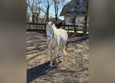 Poney de selle allemand, Hongre, 3 Ans, 142 cm, Cremello