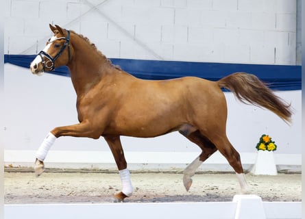 Poney de selle allemand, Hongre, 3 Ans, 143 cm, Alezan