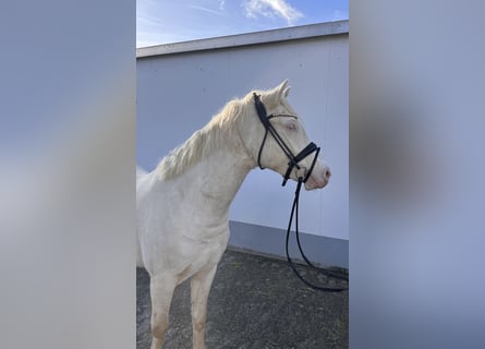 Poney de selle allemand, Hongre, 3 Ans, 143 cm, Cremello