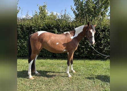 Poney de selle allemand, Hongre, 3 Ans, 143 cm, Pinto