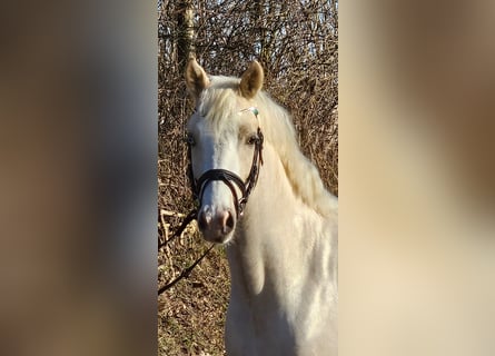 Poney de selle allemand, Hongre, 3 Ans, 145 cm, Palomino