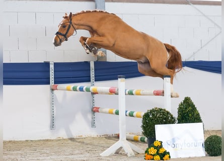 Poney de selle allemand, Hongre, 3 Ans, 146 cm, Alezan