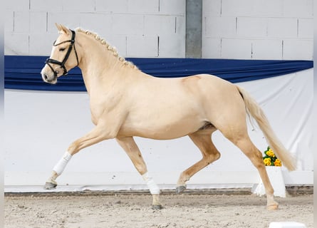 Poney de selle allemand, Hongre, 3 Ans, 146 cm, Palomino