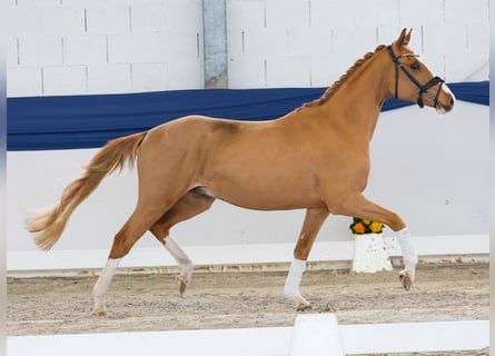 Poney de selle allemand, Hongre, 3 Ans, 147 cm, Alezan