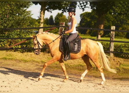 Poney de selle allemand, Hongre, 3 Ans, 147 cm, Palomino