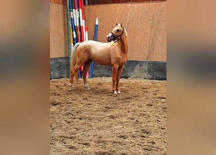 Poney de selle allemand, Hongre, 3 Ans, 147 cm, Palomino