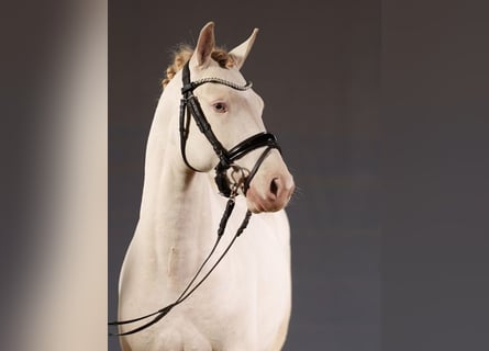 Poney de selle allemand, Hongre, 3 Ans, 147 cm, Perlino