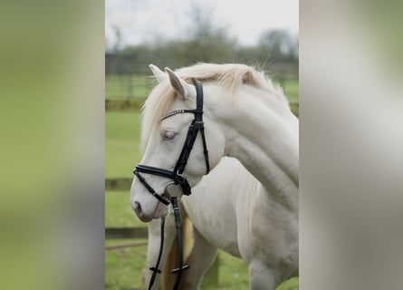 Poney de selle allemand, Hongre, 3 Ans, 147 cm, Perlino