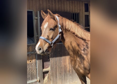 Poney de selle allemand, Hongre, 3 Ans, 148 cm, Alezan