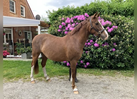 Poney de selle allemand, Hongre, 3 Ans, 148 cm, Alezan