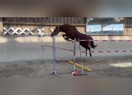 Poney de selle allemand, Hongre, 3 Ans, 148 cm, Bai
