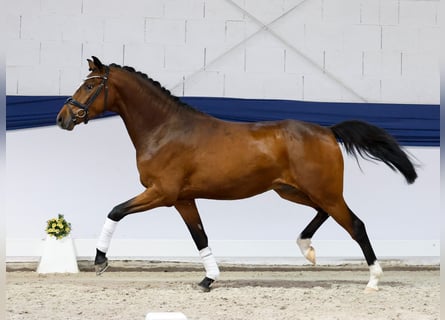 Poney de selle allemand, Hongre, 3 Ans, 152 cm, Bai