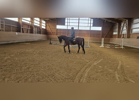 Poney de selle allemand, Hongre, 3 Ans, 160 cm, Cremello