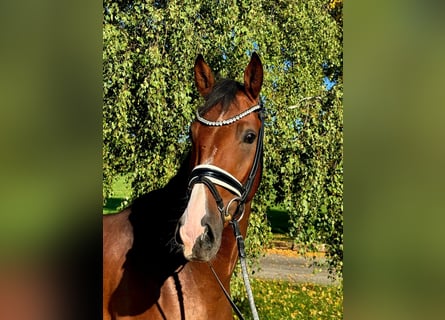 Poney de selle allemand, Hongre, 3 Ans, 168 cm, Bai