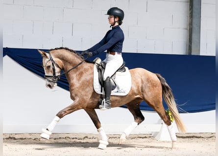 Poney de selle allemand, Hongre, 3 Ans, Palomino