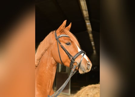 Poney de selle allemand, Hongre, 4 Ans, 143 cm, Alezan