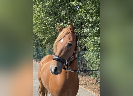 Poney de selle allemand, Hongre, 4 Ans, 144 cm, Alezan