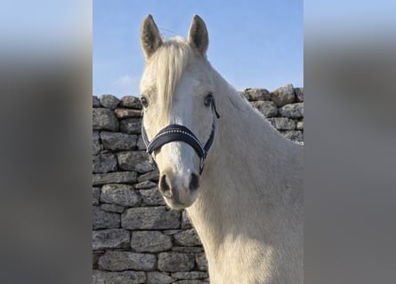 Poney de selle allemand, Hongre, 4 Ans, 145 cm, Palomino