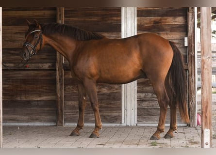 Poney de selle allemand, Hongre, 4 Ans, 146 cm, Alezan brûlé