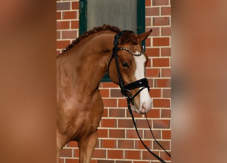 Poney de selle allemand, Hongre, 4 Ans, 146 cm, Alezan