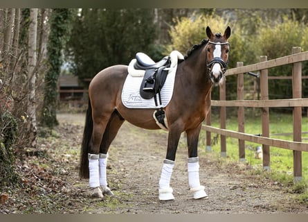 Poney de selle allemand, Hongre, 4 Ans, 146 cm, Bai