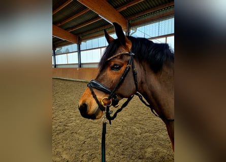Poney de selle allemand, Hongre, 4 Ans, 146 cm, Bai
