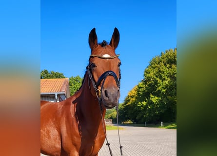 Poney de selle allemand, Hongre, 4 Ans, 146 cm, Bai
