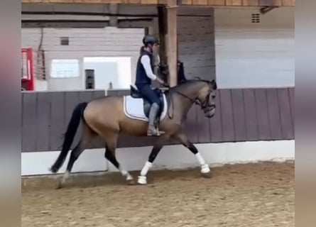 Poney de selle allemand, Hongre, 4 Ans, 146 cm, Isabelle