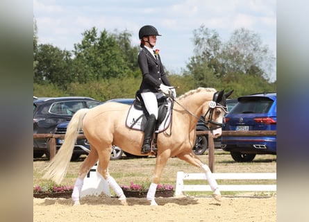 Poney de selle allemand, Hongre, 4 Ans, 146 cm, Palomino