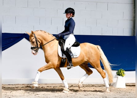 Poney de selle allemand, Hongre, 4 Ans, 146 cm, Palomino