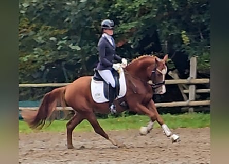 Poney de selle allemand, Hongre, 4 Ans, 147 cm, Alezan