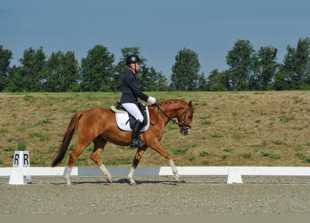 Poney de selle allemand, Hongre, 4 Ans, 147 cm, Alezan