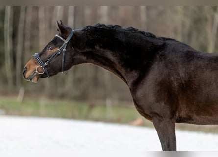 Poney de selle allemand, Hongre, 4 Ans, 147 cm, Bai brun