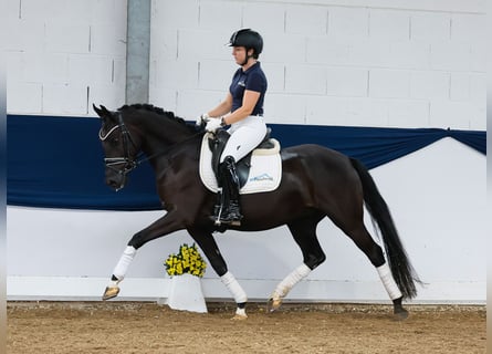 Poney de selle allemand, Hongre, 4 Ans, 147 cm, Bai brun foncé