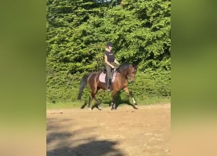 Poney de selle allemand, Hongre, 4 Ans, 147 cm, Bai