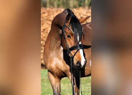 Poney de selle allemand, Hongre, 4 Ans, 147 cm, Bai