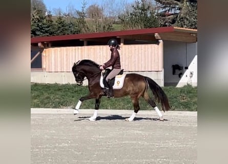 Poney de selle allemand, Hongre, 4 Ans, 147 cm, Buckskin