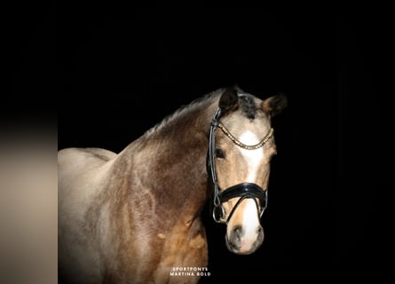 Poney de selle allemand, Hongre, 4 Ans, 147 cm, Buckskin