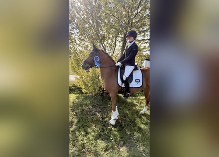 Poney de selle allemand, Hongre, 4 Ans, 148 cm, Alezan