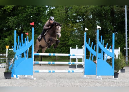 Poney de selle allemand, Hongre, 4 Ans, 148 cm, Buckskin