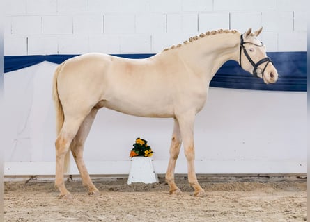 Poney de selle allemand, Hongre, 4 Ans, 148 cm, Cremello