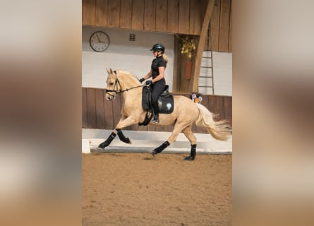 Poney de selle allemand, Hongre, 4 Ans, 148 cm, Palomino