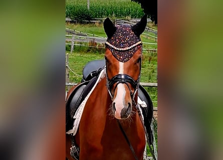 Poney de selle allemand, Hongre, 4 Ans, 149 cm, Alezan