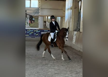 Poney de selle allemand, Hongre, 4 Ans, 153 cm, Bai