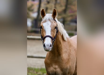 Poney de selle allemand, Hongre, 4 Ans, 154 cm, Palomino