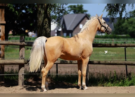 Poney de selle allemand, Hongre, 4 Ans, 155 cm, Palomino