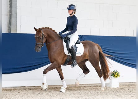 Poney de selle allemand, Hongre, 4 Ans, Alezan brûlé