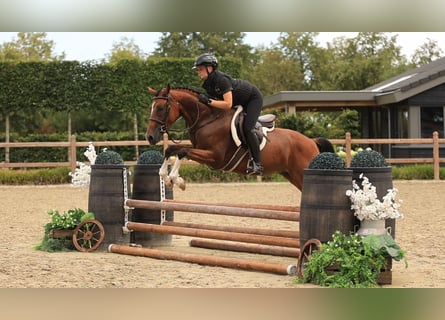 Poney de selle allemand, Hongre, 4 Ans, Bai