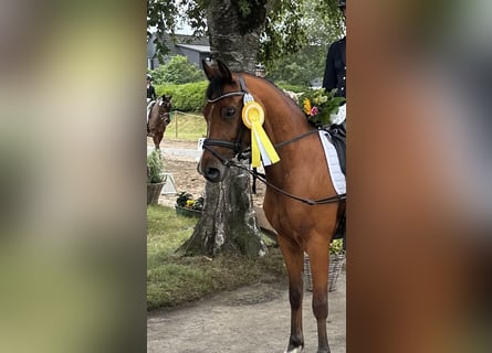 Poney de selle allemand, Hongre, 5 Ans, 143 cm, Bai