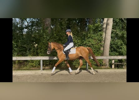 Poney de selle allemand, Hongre, 5 Ans, 146 cm, Alezan